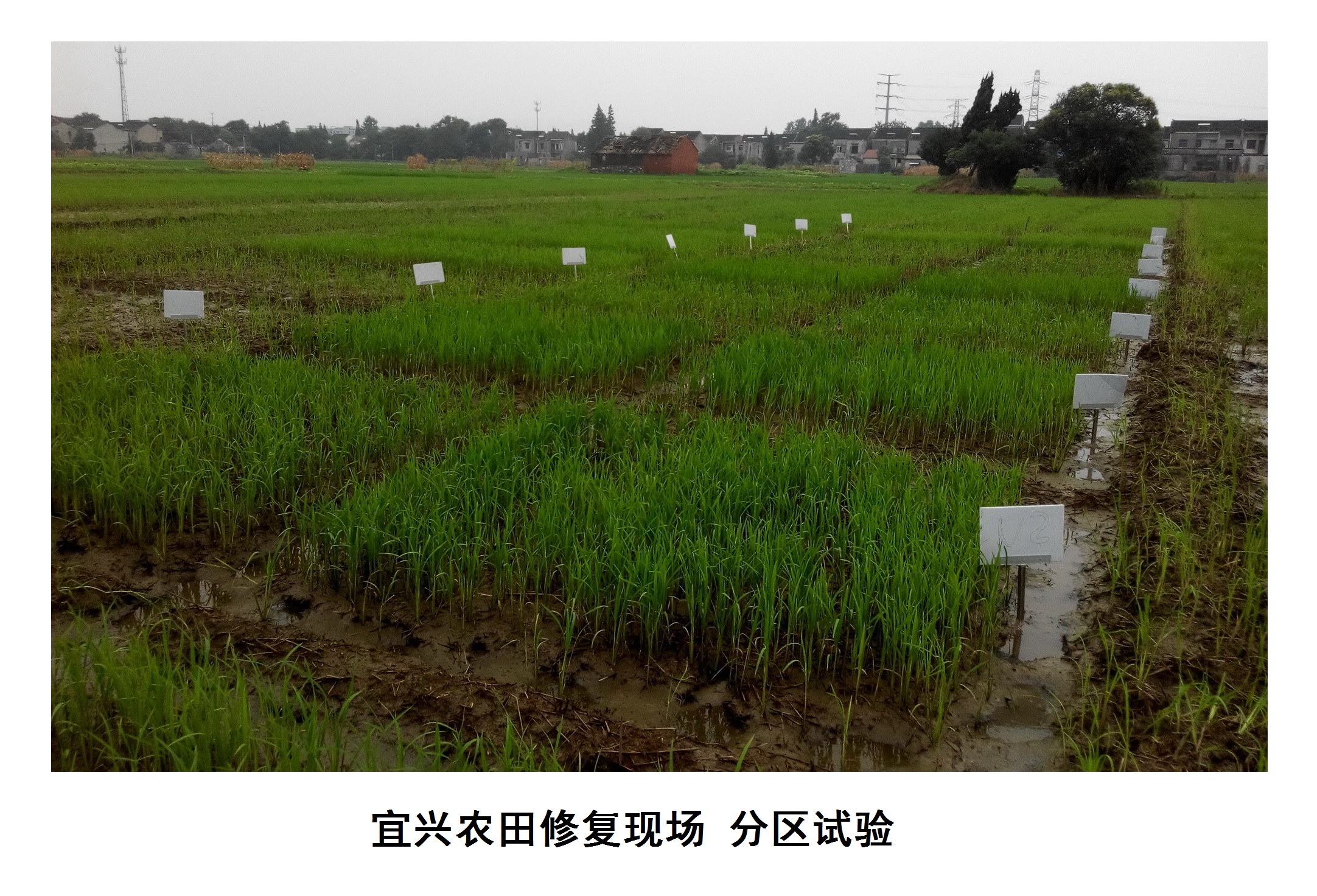 案例：宜興農(nóng)田修復(fù)現(xiàn)場的分區(qū)試驗.jpg