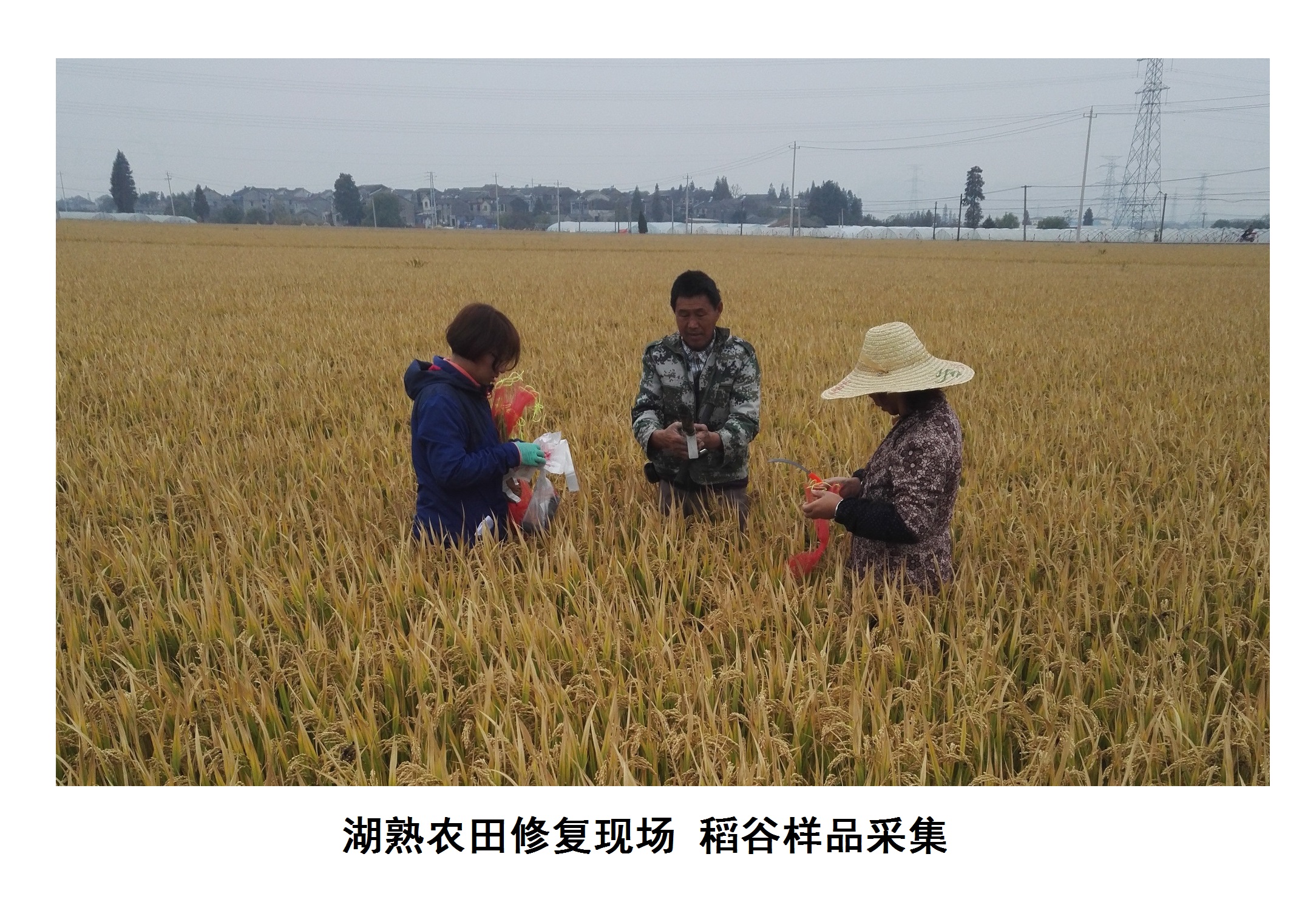 案例：稻谷樣品采集.jpg
