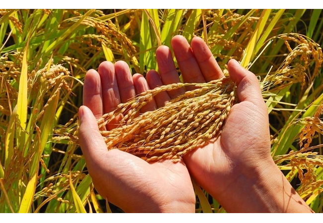 植物.png